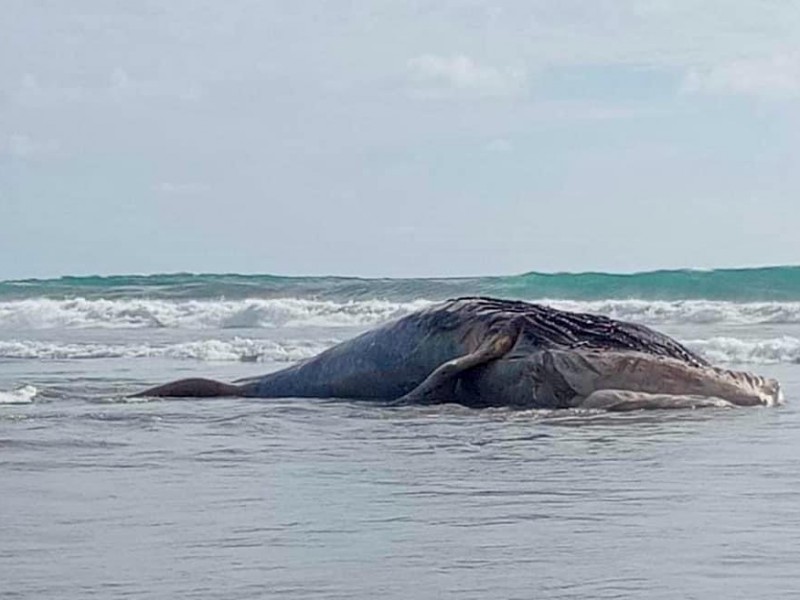 Mar saca a ballena muerta en playa de Acapulco