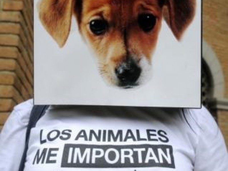 Marchan contra la violencia animal