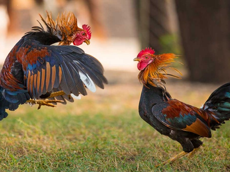 Marchan en CDMX para defender las peleas de gallos