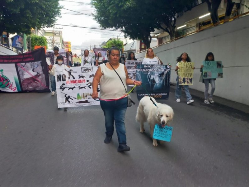 Marchan y acusan envenenamiento de 8 perros y gatos