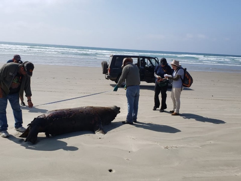 Marea podría haber arrastrado a lobos marinos desde el norte