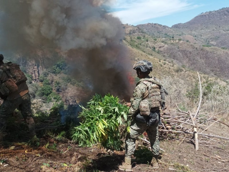 Marina destruye 10 hectáreas de marihuana en Nayarit