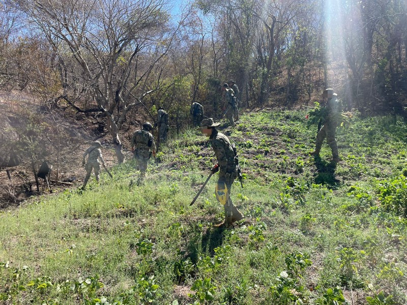 Marina destruye tres plantíos de amapola en municipio de Sinaloa