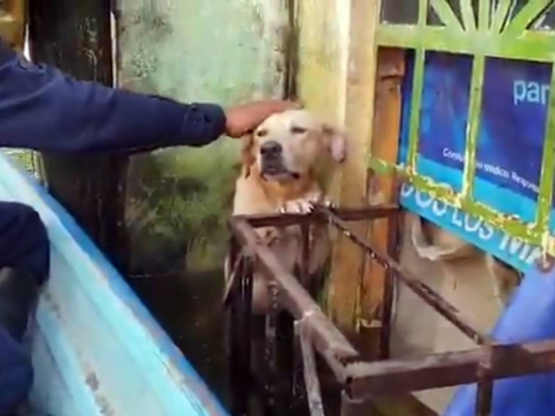 Marinos adoptan perro al que rescataron las inundaciones de Tabasco