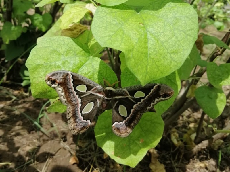 Mariposa cuatro espejos, en peligro de extinción