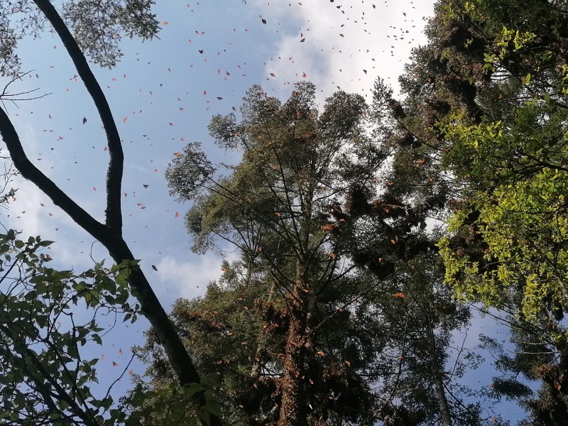 Mariposa monarca ofrece espectáculo en bosques mexiquenses