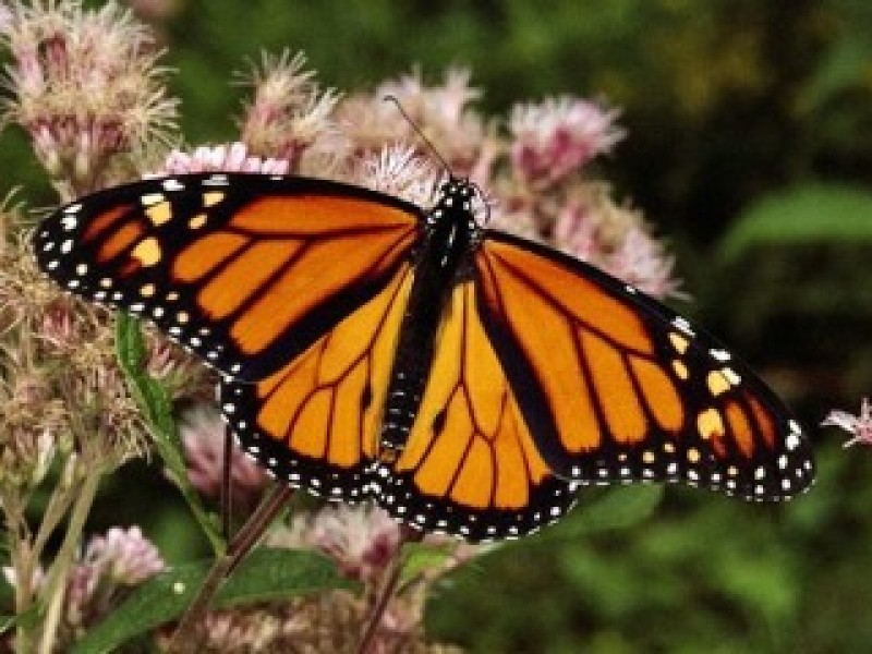 Mariposa Monarca; su impacto en los ecosistemas