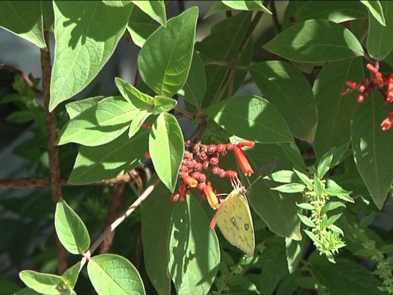 Mariposas amarillas cruzan por Tuxpan