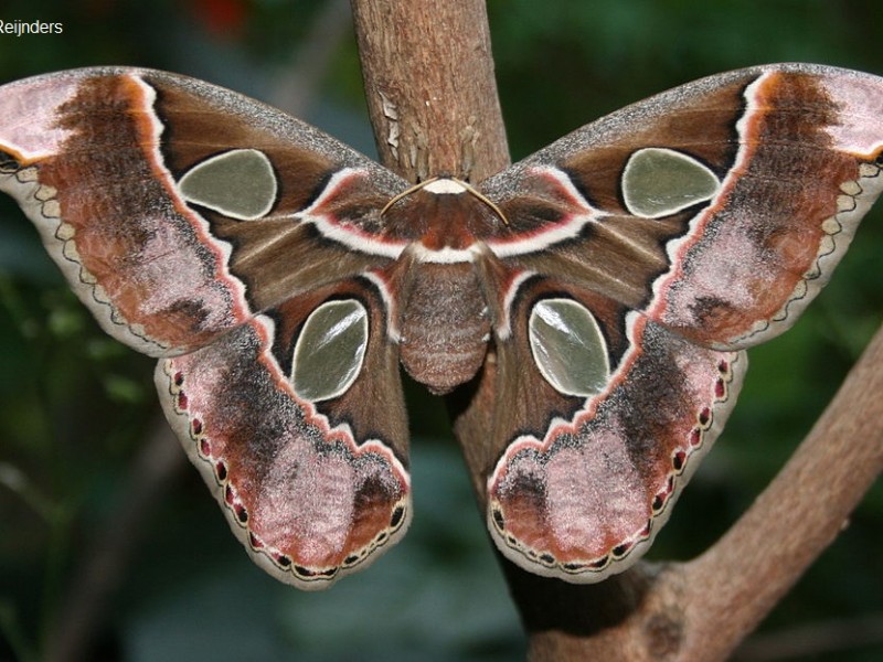 Mariposas Cuatro Espejos en posible extinción, ¿qué hacen al respecto?