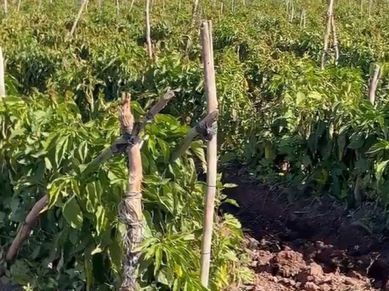 ¿Más daños en cultivos del Valle del Yaqui?