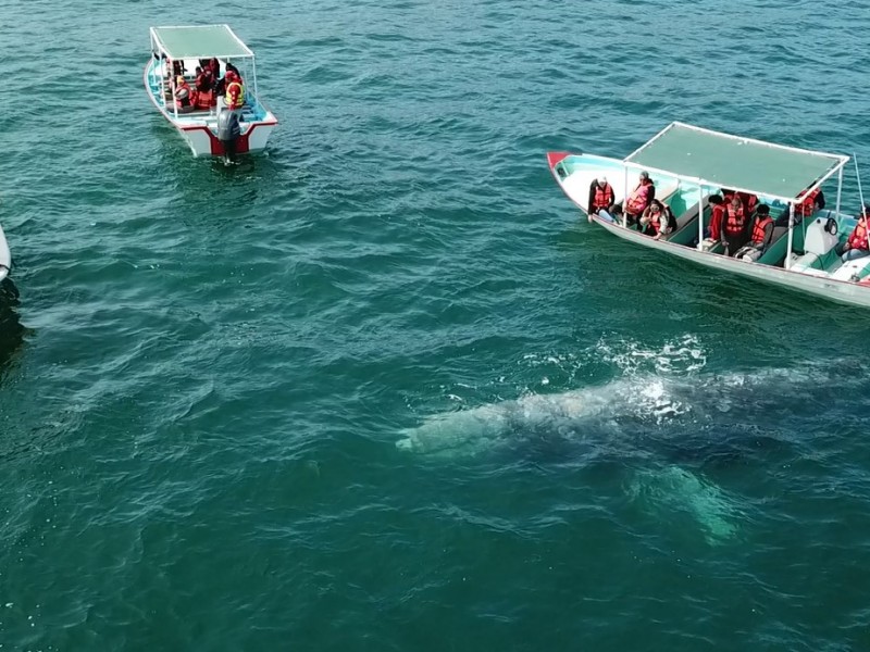Más de 100 ballenas en Puerto Chale