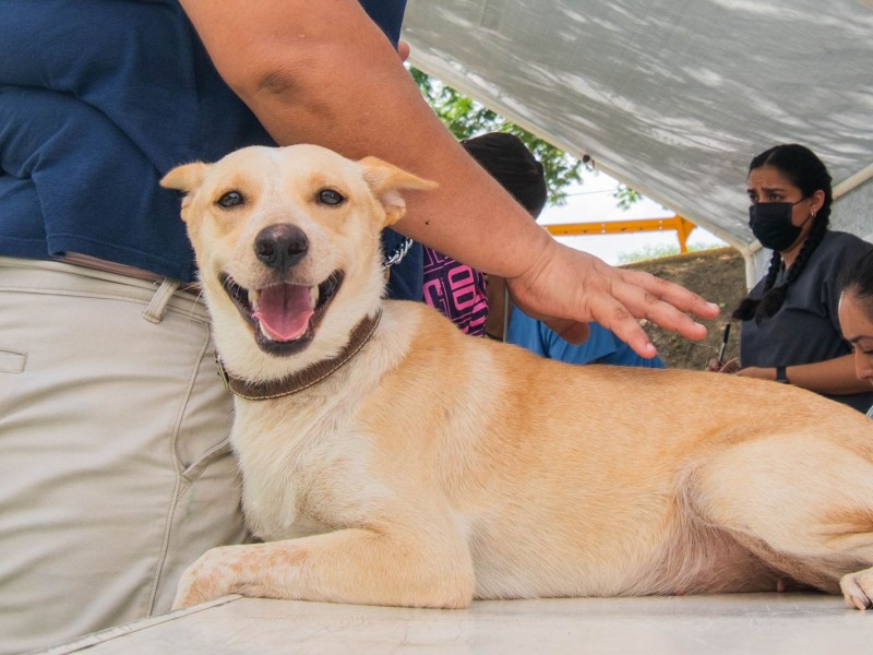 Más de 100 mascotas fueron esterilizadas gratis en Poza Rica