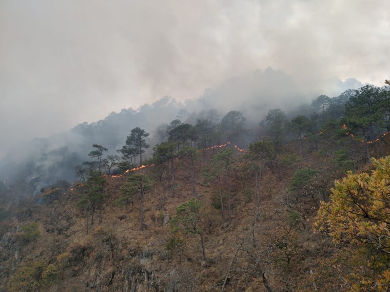 Más de 14 mil hectáreas siniestradas en incendios contabiliza Nayarit