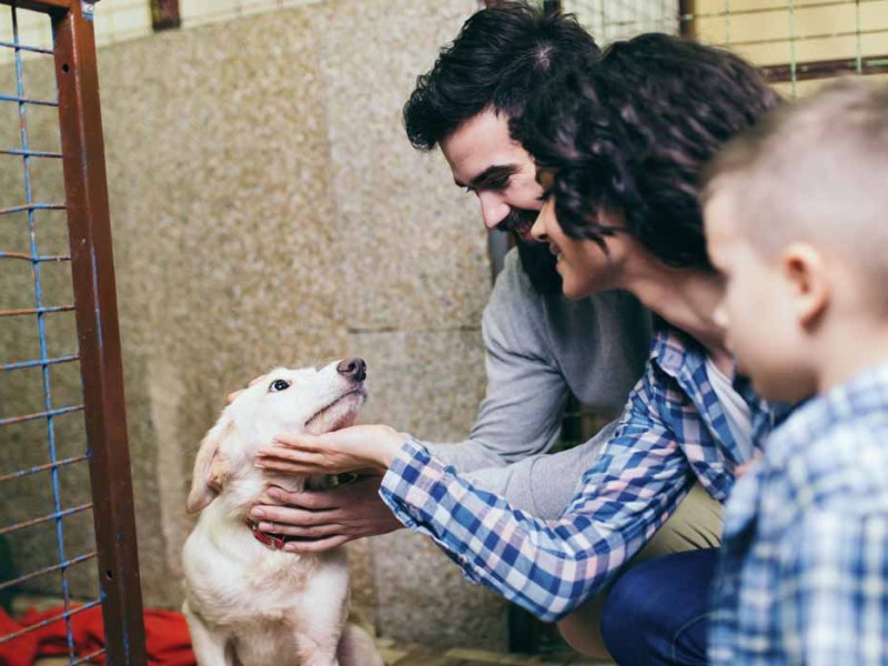 Más de 150 mascotas adoptadas responsablemente en Querétaro