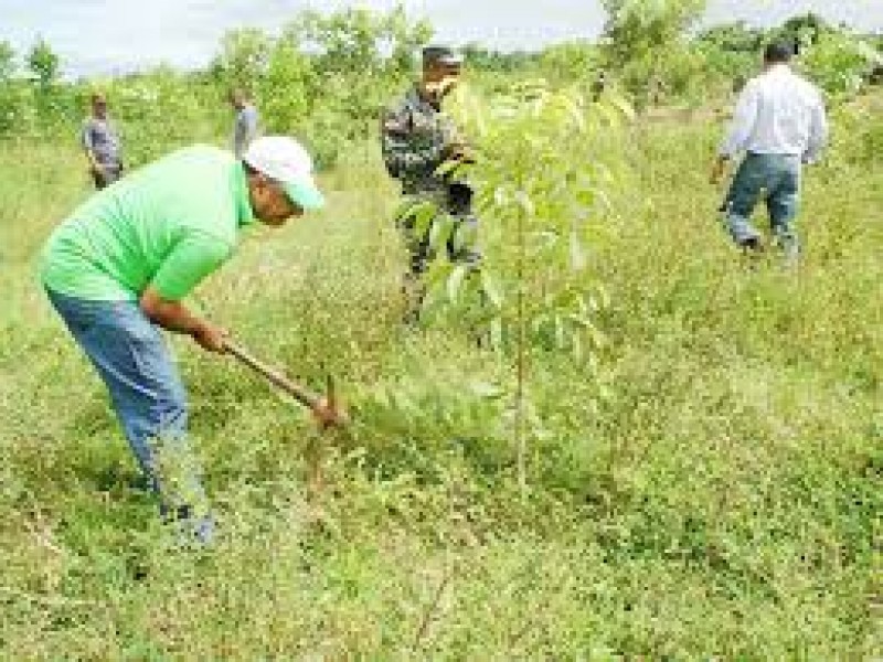 Más de 155 mil árboles sembrados en Chiapas