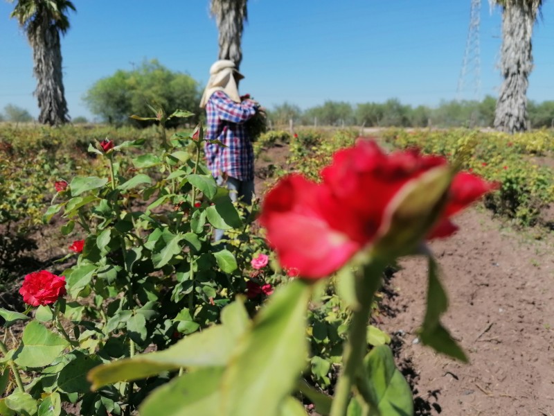 Más de 20 años cultivando rosa de campo