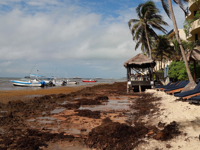 Más de 20 mil toneladas de sargazo invaden playas
