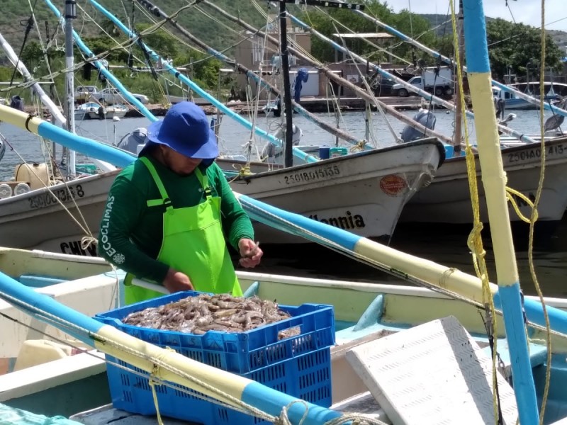 Más de 25 mil pescadores se reactivan en Sinaloa