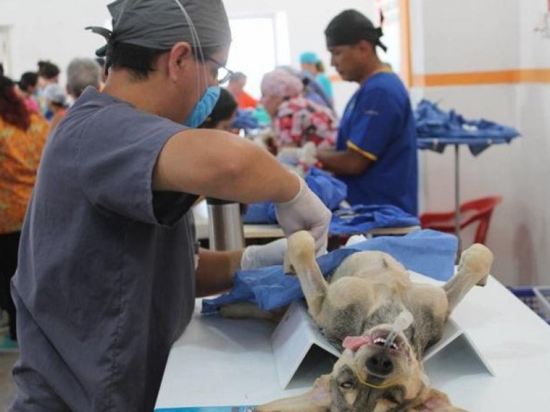 Mas de 3 mil perros y gatos esterilizados en Tuxtla