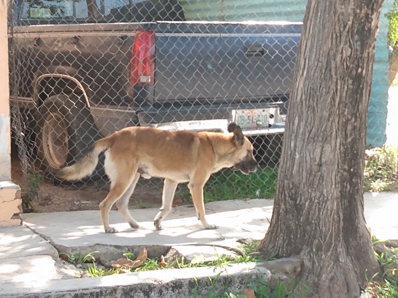 Más de 3 mil perros abandonados en TGZ