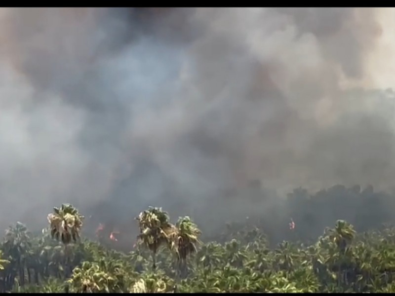 Más de 30 hectáreas afectadas por incendio en Todos Santos
