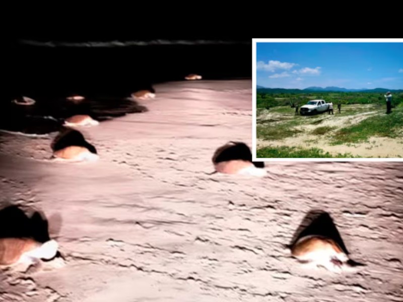 Más de 312 mil tortugas golfinas arribaron a playas de Oaxaca