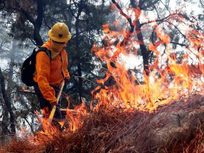 Más de 36 mil hectáreas fueron afectadas por incendios forestales