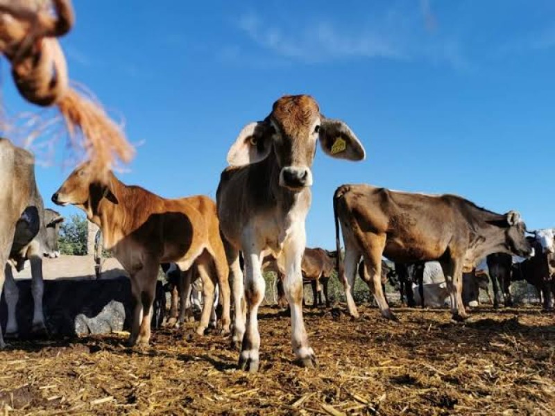 Más de 5 mil reses llegaran a Sinaloa; aseguran control sanitario