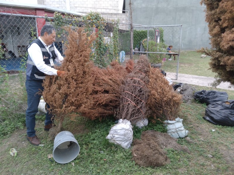 Más de 50 árboles navideños acopiados en Tuxpan