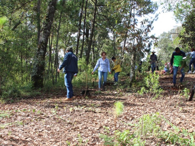 Más de 500 pinos plantados en San Miguel del Monte