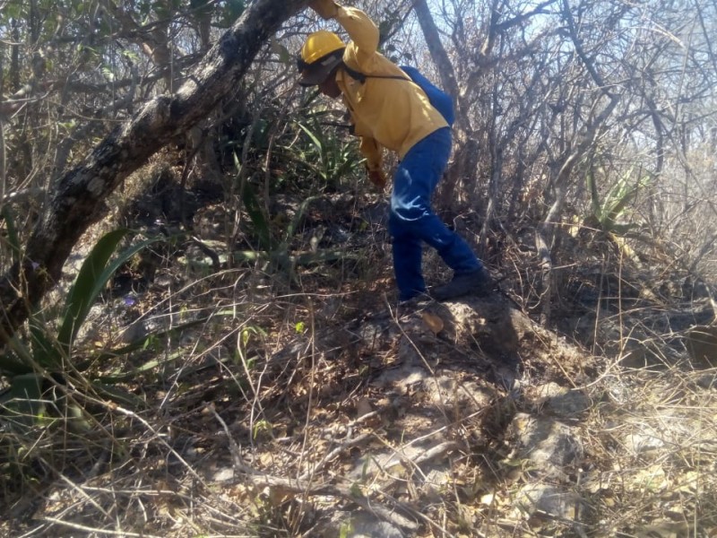 Más de 6 mil hectáreas afectadas por incendios