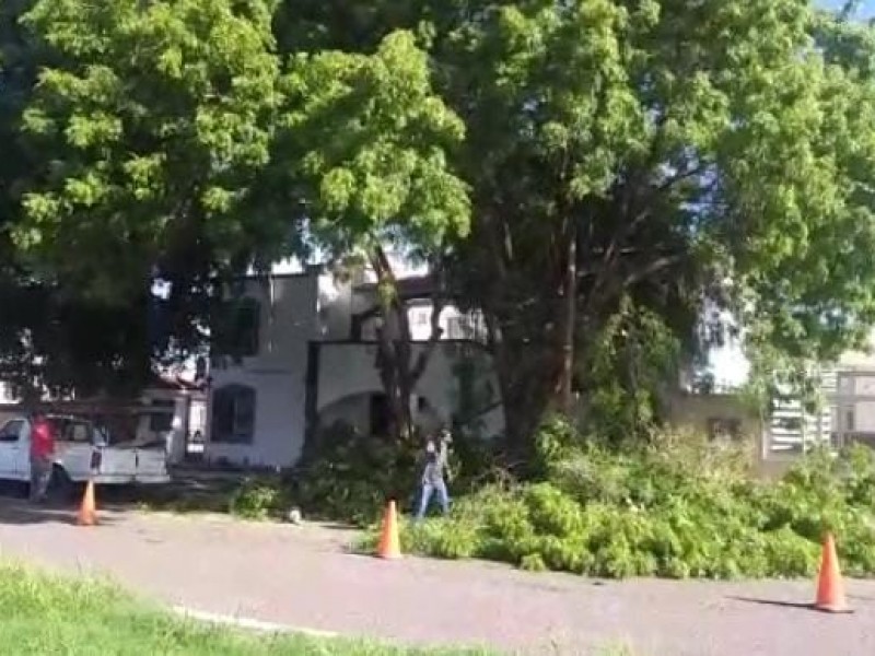 Más de 60 árboles podados en 48 horas en Obregón