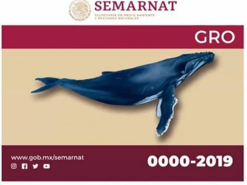 Más de 60 solicitudes para banderín de avistamiento de ballenas
