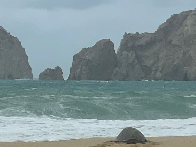 Más de 70 tortugas desovaron en playas de Los Cabos, durante lluvias