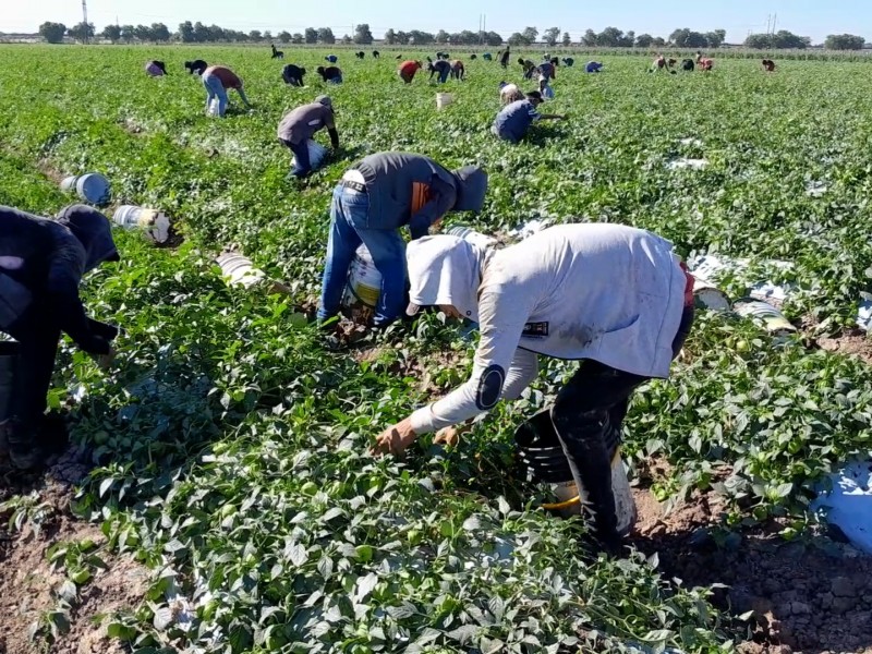 Más de 90 mil personas dedicadas al campo en Colima