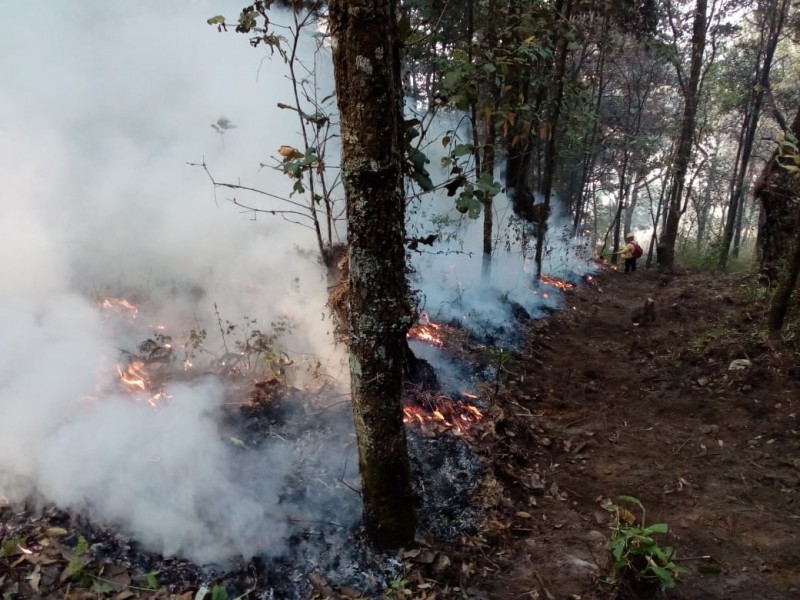 Más de cinco mil hectáreas han consumido incendios