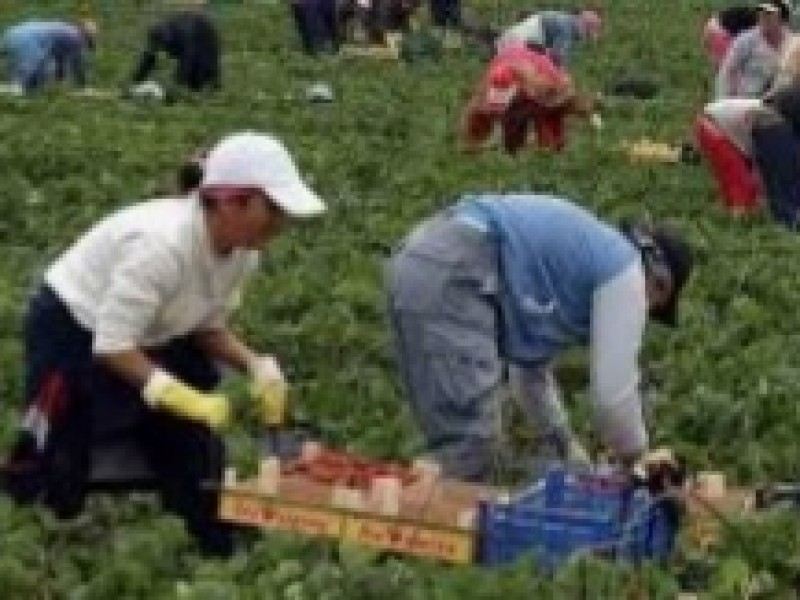 Más de mil jornaleros Chiapanecos laboran en  Estados Unidos