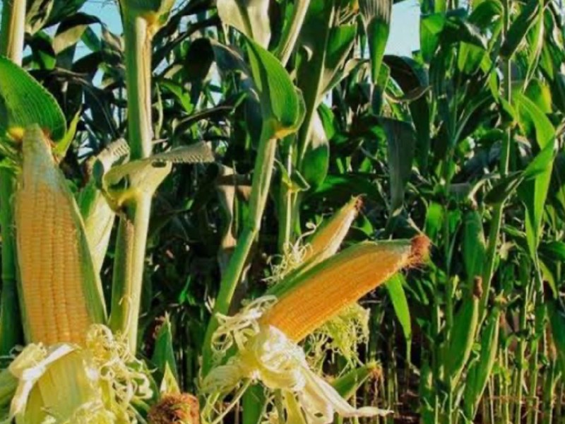 Más de mil productores de maíz afectados por fenómenos naturales