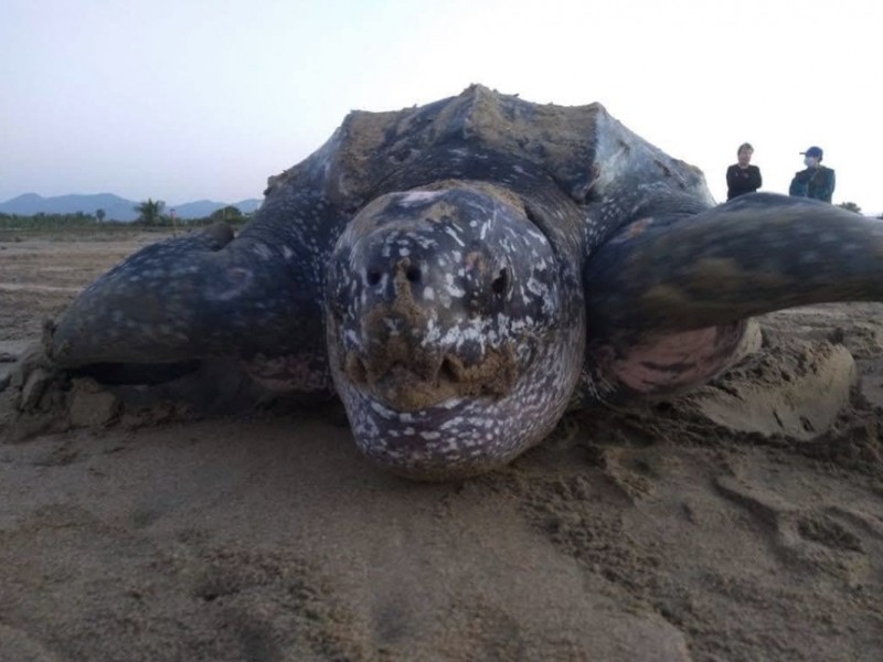Más de mil tortugas Laúd se liberaron en Zihuatanejo