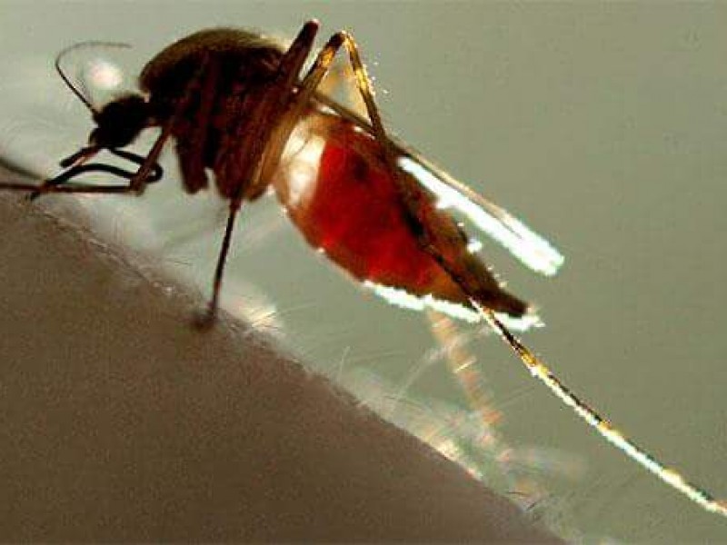 Más defunciones por dengue en Chiapas