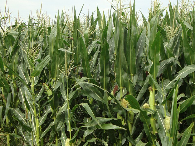 Más del doble costará a agricultores producir maíz en Sinaloa