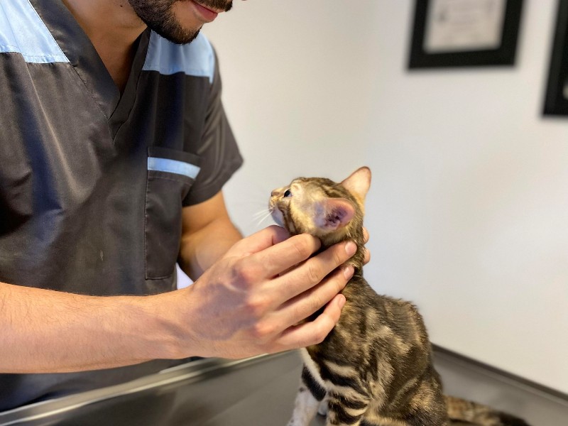 Más gatos, más compañía: crece su popularidad en los hogares del país