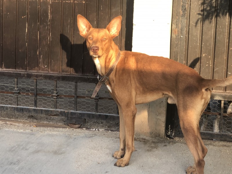 Mascotas deberán ser esterilizadas de manera obligatoria