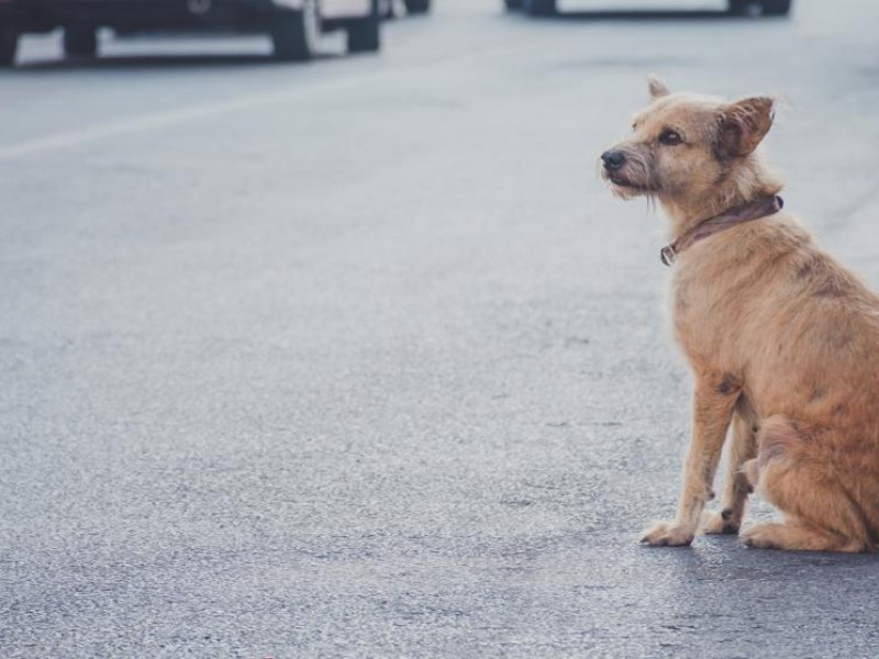 Mascotas están siendo abandonadas y maltratadas durante confinamiento