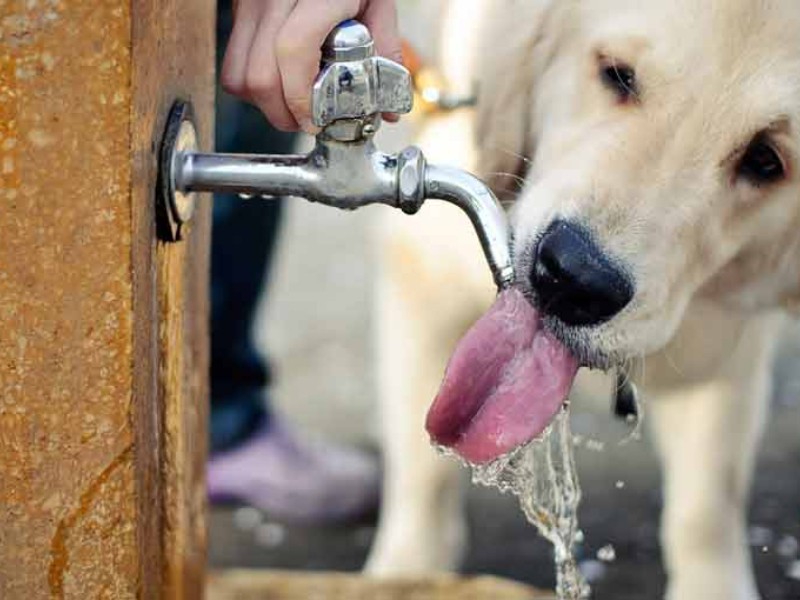 Mascotas, las otras víctimas del calor extremo en Sonora