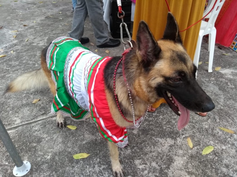 Mascotas muy a la mexicana  en Tuxpan