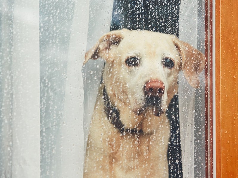 Mascotas requieren mayor cuidado en temporada de lluvias, conócelos