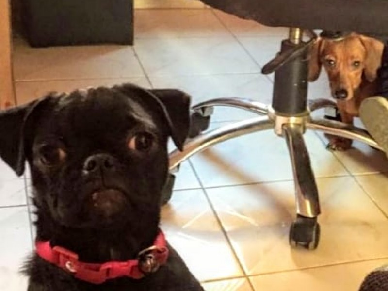 Mascotas también resienten bajas temperaturas