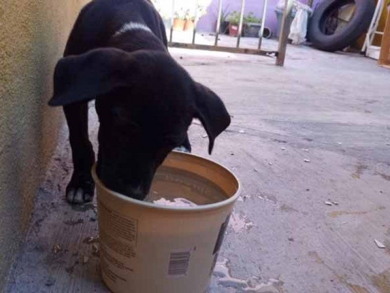 Mascotas También Sufren Golpes de Calor