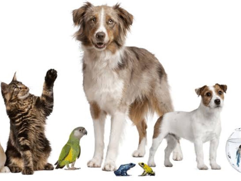 Mascotas y redes sociales también se pueden testamentar